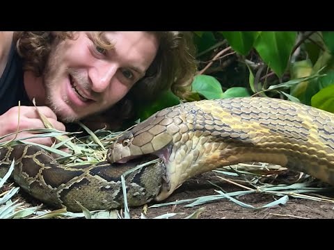 Massive King Cobra EATS Python!