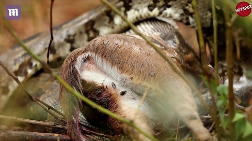 Forces of nature: Huge python swallows, then regurgitates deer whole