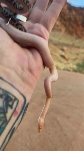 New Pet Pythons: Albino Spotted Python Adventures