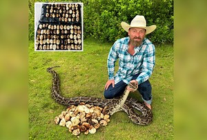 ‘Record-Breaking’ Invasive Python Nest With 111 Eggs Found in Florida