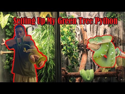 How To Set Up Green Tree Python Enclosure