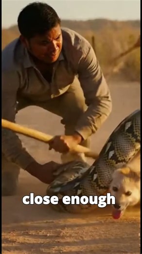 “Python Attacks Dog 🐍➡️ Officers Save Him Just in Time!”
