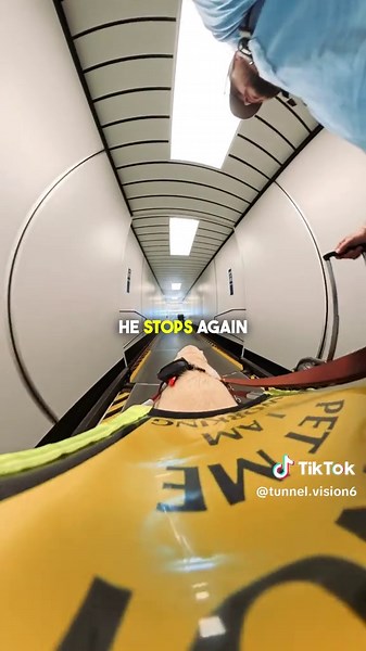 Guide Dogs on Airplanes: Navigating Travel with Ease