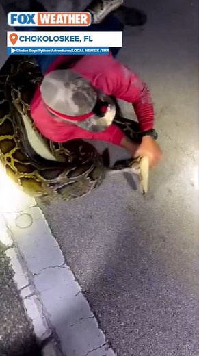 18 reactions | WOW! The longest-ever documented Burmese python was captured in South Florida earlier this week. The invasive snake was spotted in Big Cypress National Preserve, measuring 19 feet long and weighing 125 pounds. The hunters brought it to the Conservancy of Southwest Florida for documentation. #burmesepython #python #florida #floridawildlife | FOX Weather | Facebook