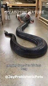 Python vs. Anaconda | Exploring the Differences in Two Epic Snakes #shortvideo #shorts