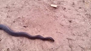 789K views · 1K shares | With its contorted body and open mouth, this snake looks dead—but don't be deceived. | National Geographic | Facebook