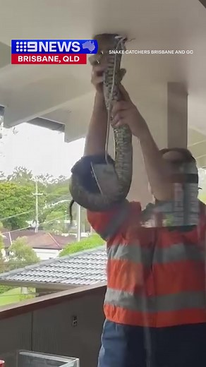 Surprise Carpet Python Extraction in Brisbane Roof