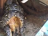 Horrifying moment a huge python attacks a family's pet cat