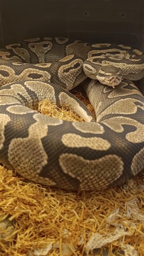 Lesser Possible Mahogany 🐍✨ | Super Deep in Shed