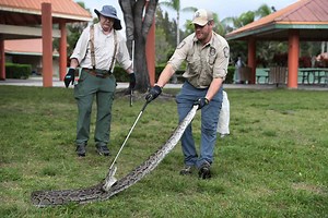 The Annual Python Hunting Challenge That Has Killed Thousands of Snakes Begins Again in Florida