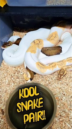 Kool Ball Python Pair!