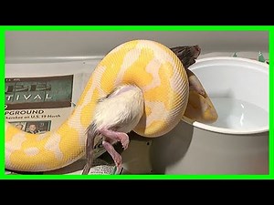 Ball Python Feeding