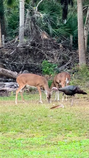 Wildlife Party: Exploring Ball Pythons and Nature
