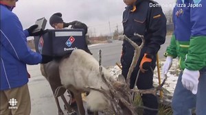179K views · 1.2K reactions | UPDATE: Domino's Japan will deliver pizzas using reindeer-styled scooters rather than actual reindeer as suggested in their publicity stunt. | CBC News | Facebook