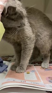 26 reactions | CAESAR- #A254612 Male / Age unknown/ Cage in ISO Stray...