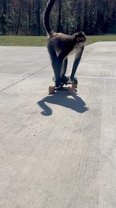 485K views · 9K reactions | Take it easy  | Keke The Spider Monkey | Facebook