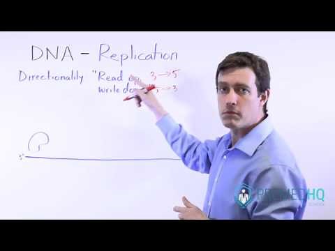 5' and 3' Directions of DNA | How to Read & Write DNA