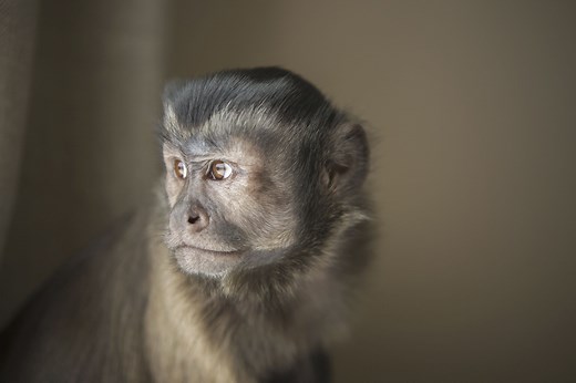 Should You Keep a Capuchin Monkey as a Pet?