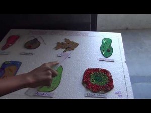SCIENCE PROJECT BY CLASS 8 STUDENT MICRO ORGANISMS