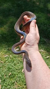 498 reactions · 52 shares | Rainbow water python showcasing her beautiful iridescent scales.  | Black Snake Productions | Facebook