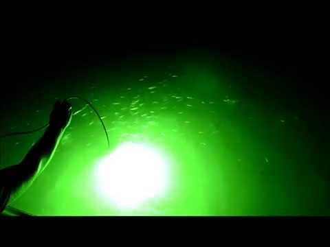 The Green Blob Underwater LED FIshing Light in Action!