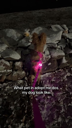 What Pet Does My Dog Resemble in Adopt Me?