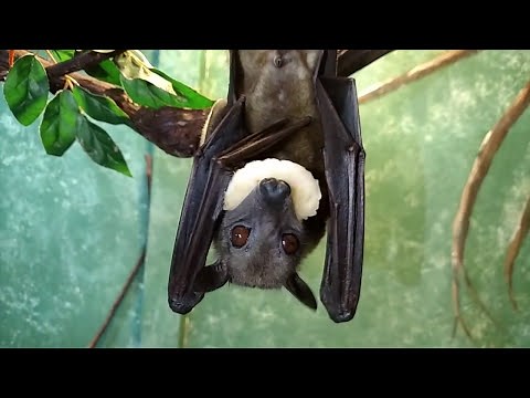 Fruit Bats Love Bananas!
