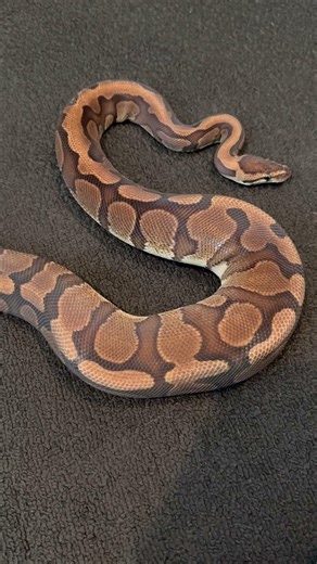 Red stripe ball python❤️ #ballpython #reptiles #snakes #cutepets #naturelovers #wildlife #animals