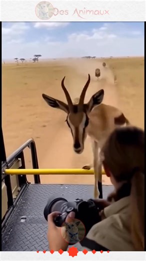 11K views · 15 reactions | Une gazelle. Cinq lions. Un bond...