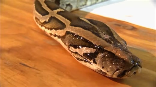 Watch a 4-meter python wrap itself around a vet