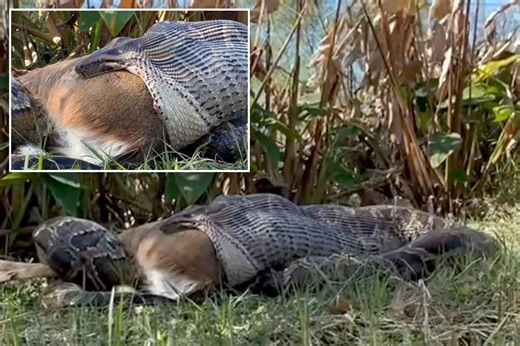 Invasive Burmese pythons can swallow whole deer, alligators in one gulp: ‘A wildlife issue of our time’