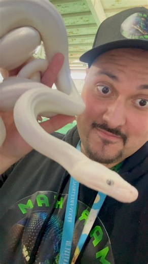 Super Dwarf Super Phantom Reticulated Python