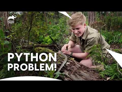 Carpet Python Snake: The Uninvited Guest at Australia Zoo | Crikey! It’s The Irwins | Animal Planet