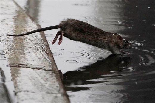 What led to the rat population boom and how cities are responding