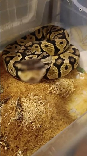 Curious Pastel Ball Python | Exploring & Showing Personality (Part 1)