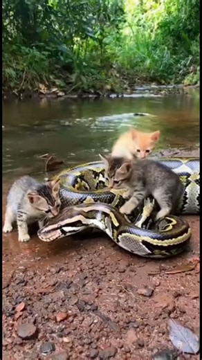 Unbelievable Real-Life Friendship: Kittens Meet a Giant Python 😺🐍 #cat #shorts