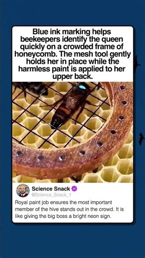 HOW TO TAG A QUEEN BEE