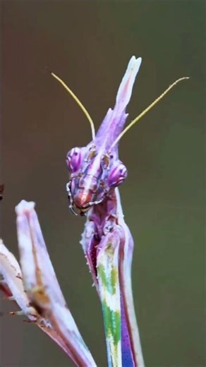 The Alien Beauty of the Conehead Mantis 👽🌿