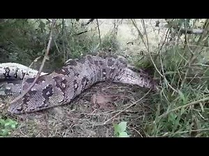 How A Python swallowed a moose in jungle