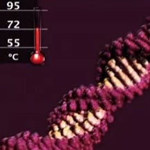 Polymerase Chain Reaction (PCR)
