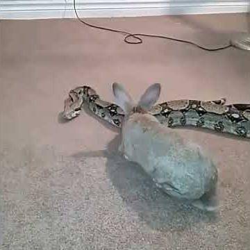 Snake eats rabbit