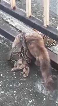 Anaconda eating cat