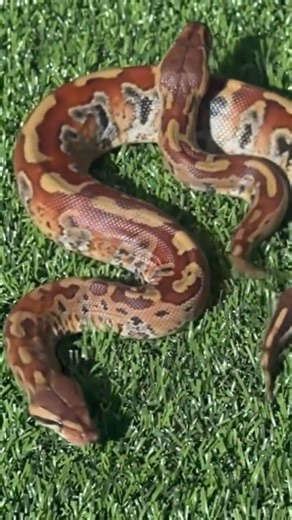 Blood Python video #subscribe #wildlife