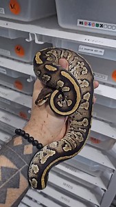 Bongo saar het. CLOWN#snakelover #ballpythonlove #snek #royalpythons #morph | Xclusive ball pythons