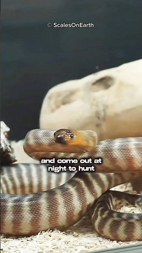 Woma Python: Australia's Most Secretive Python!