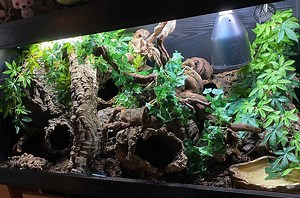 Ball Python Lighting and Heating requirements – The Ultimate Guide Reptile Care Elysian Of Wild