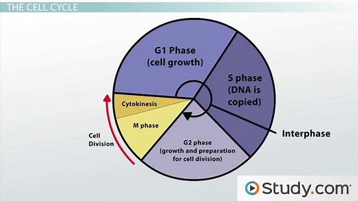 Cell Cycle Phases | Interphase, Cell Division & Diagrams