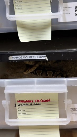 Cute Ball Python Handling in Indoor Facility