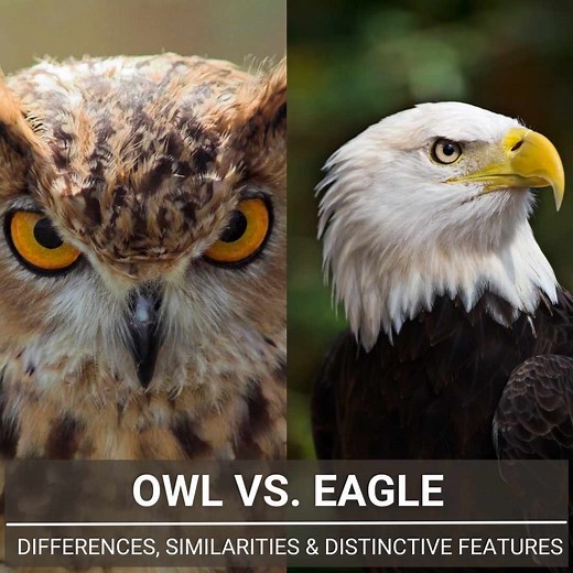 Owl Vs. Eagle - A Full Guide To Differences And Similarities