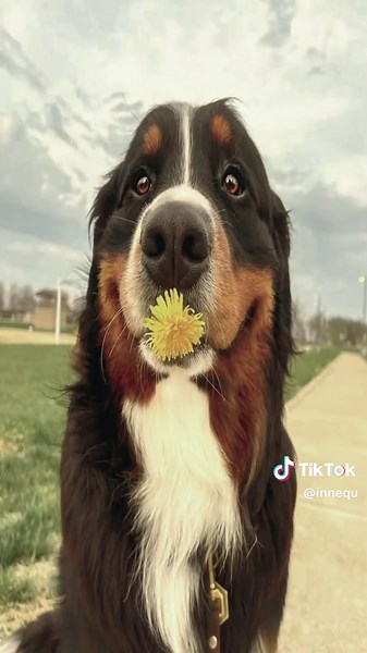 Bermese Mountain Dog: Characteristics & Care